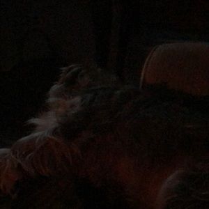 Meet your Posher, Ginger